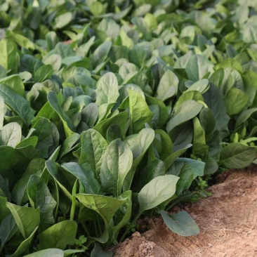 川崎5号菠菜种子高产抗病圆叶肉厚油亮菠菜种籽农家春秋
