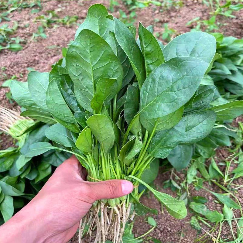 川崎5号菠菜种子高产抗病圆叶肉厚油亮菠菜种籽农家春秋