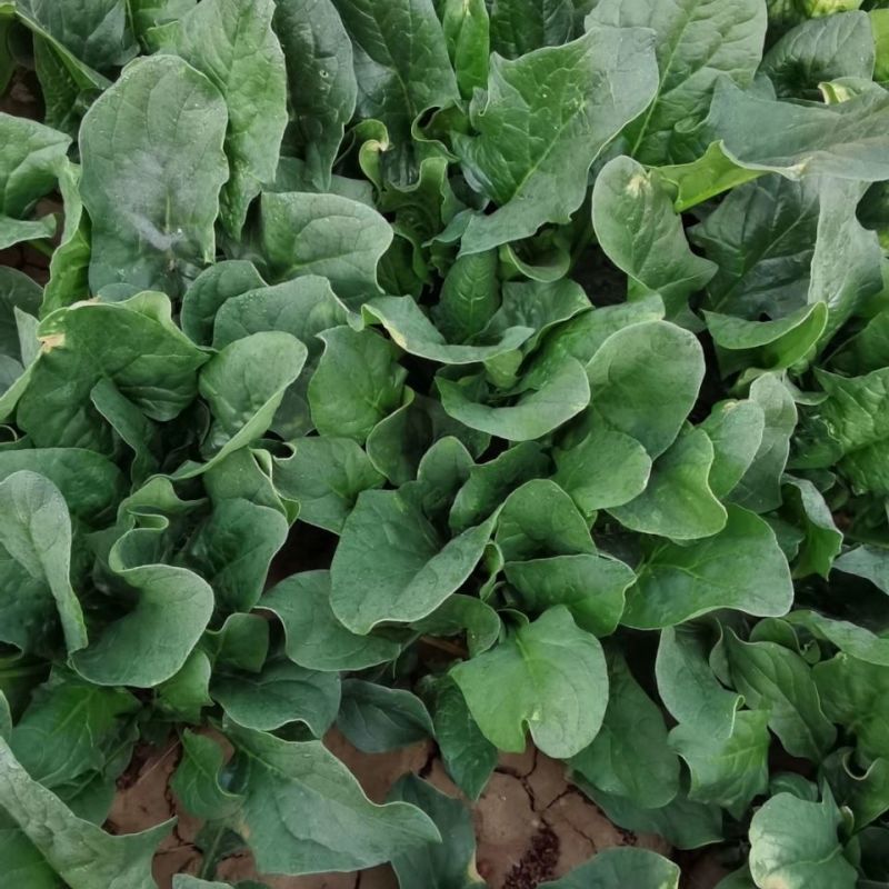 川崎5号菠菜种子高产抗病圆叶肉厚油亮菠菜种籽农家春秋