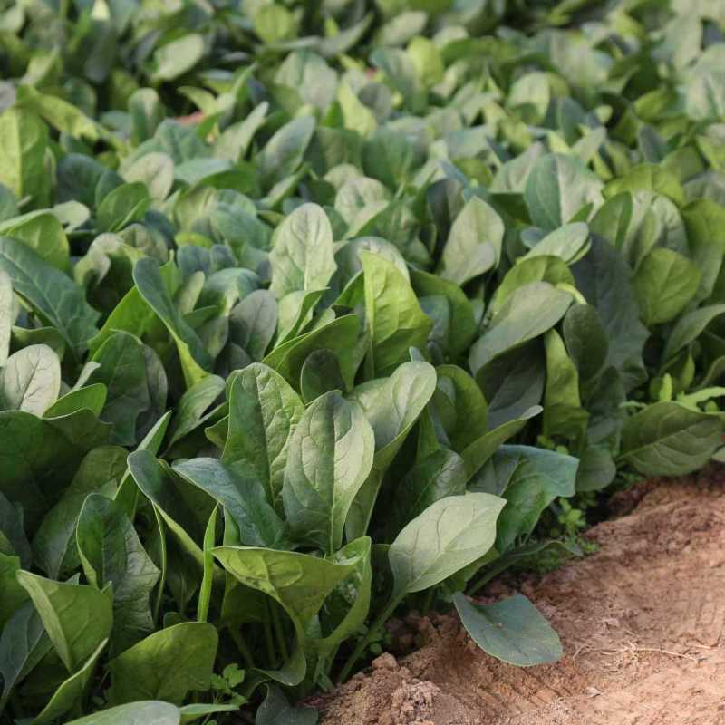 川崎5号菠菜种子高产抗病圆叶肉厚油亮菠菜种籽农家春秋