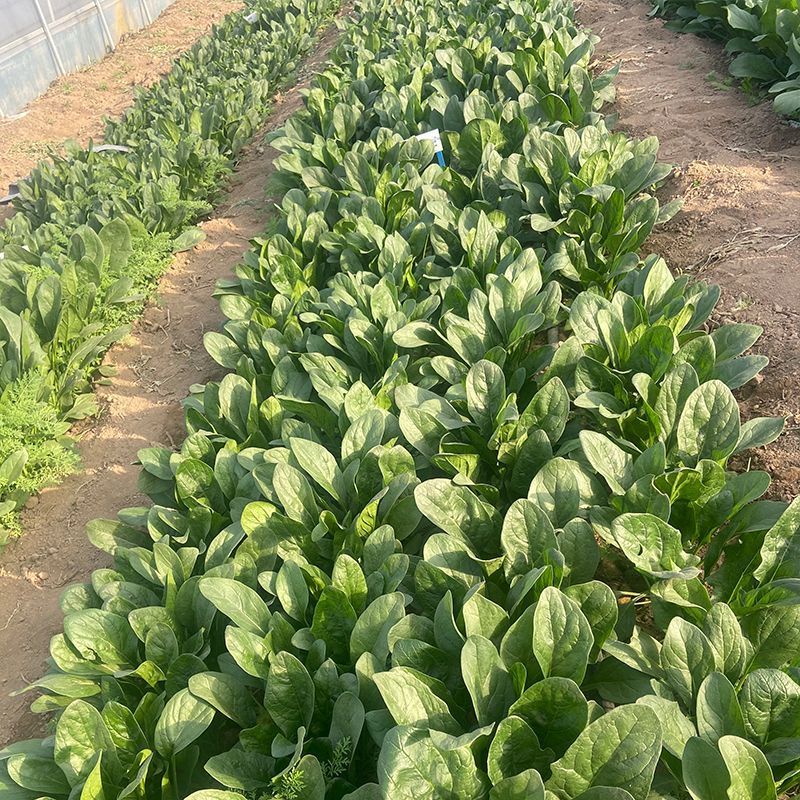 川崎5号菠菜种子高产抗病圆叶肉厚油亮菠菜种籽农家春秋