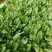 川崎5号菠菜种子高产抗病圆叶肉厚油亮菠菜种籽农家春秋