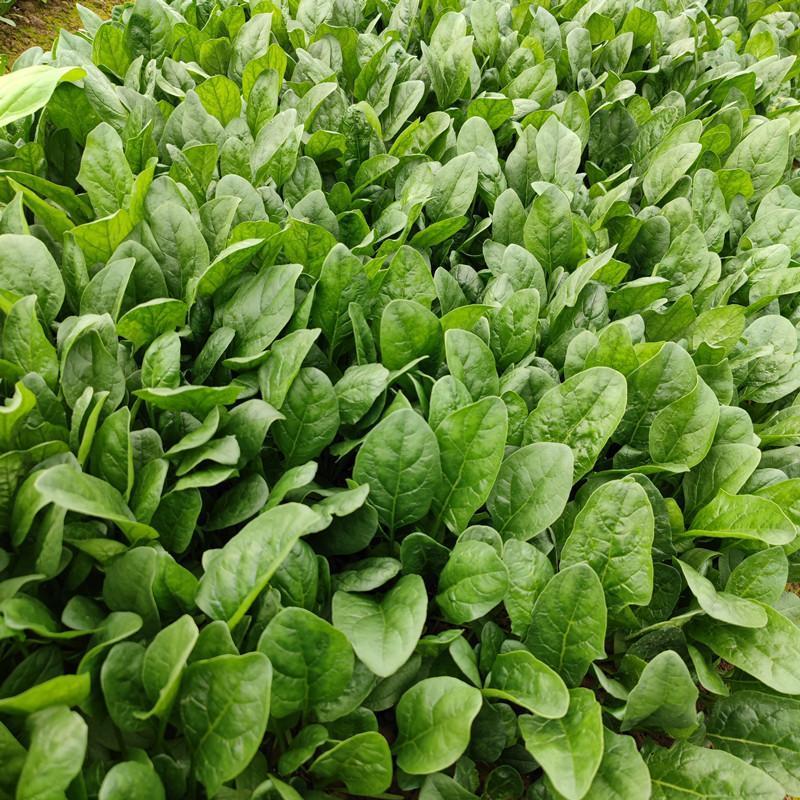 川崎5号菠菜种子高产抗病圆叶肉厚油亮菠菜种籽农家春秋