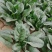 川崎5号菠菜种子高产抗病圆叶肉厚油亮菠菜种籽农家春秋