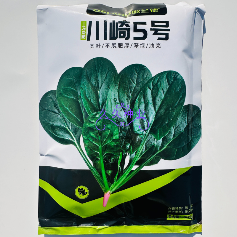 川崎5号菠菜种子高产抗病圆叶肉厚油亮菠菜种籽农家春秋