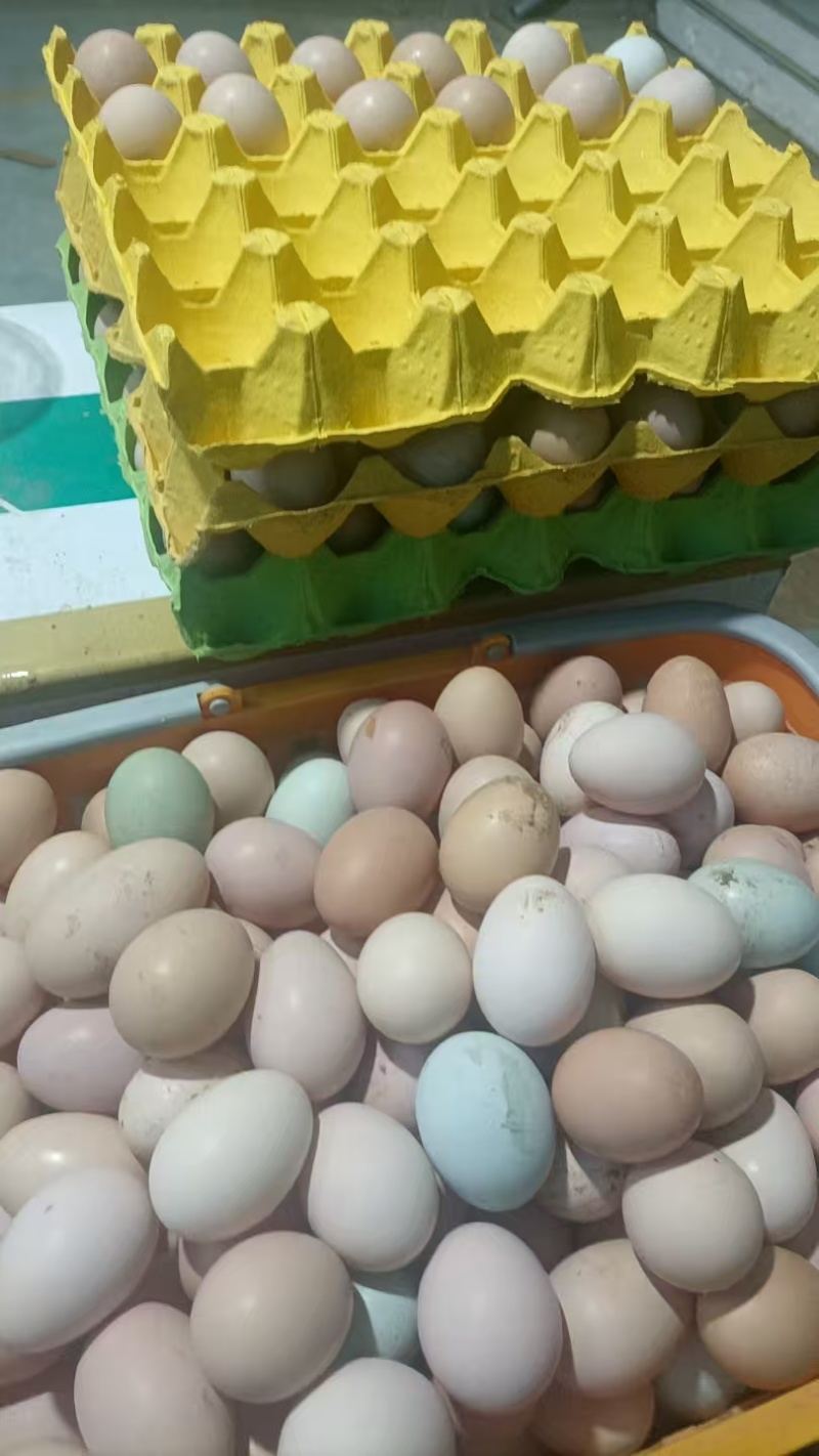 湖北荆门农家土鸡蛋尝鲜散养土鸡蛋农场直供