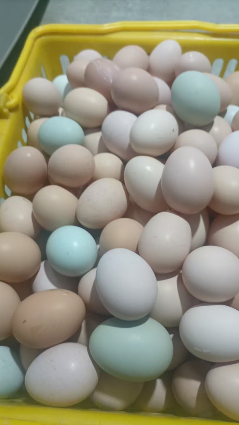 湖北荆门农家土鸡蛋尝鲜散养土鸡蛋农场直供
