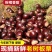 《畅销》山东油栗大量上市基地直发对接全国一条龙服务