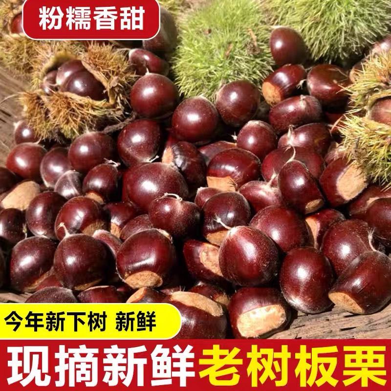 《畅销》山东油栗大量上市基地直发对接全国一条龙服务