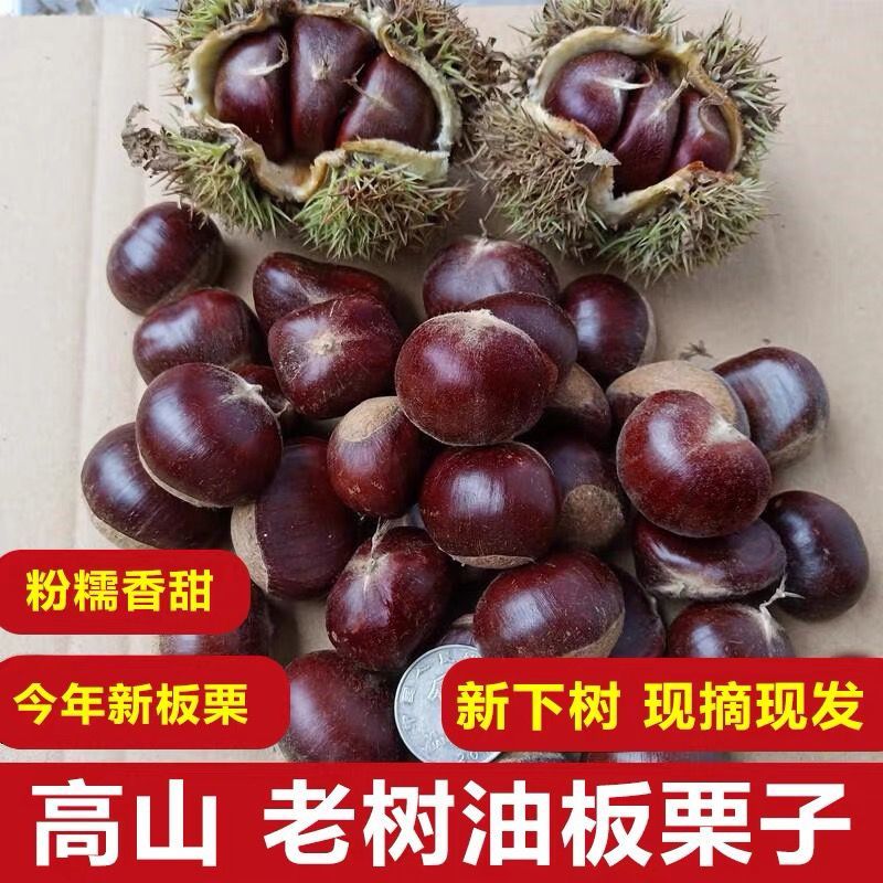 《畅销》山东油栗大量上市基地直发对接全国一条龙服务