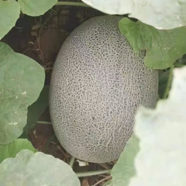 新疆吐鲁番秋季哈密瓜上市中
