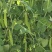 中豌6号豌豆种子大荚超甜脆软糯多汁秋季易播南北方高产豌豆