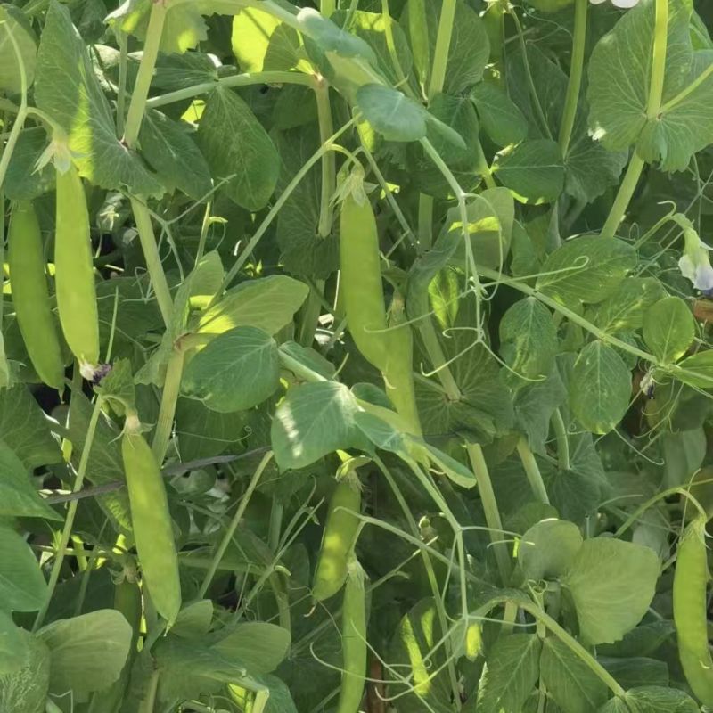中豌6号豌豆种子大荚超甜脆软糯多汁秋季易播南北方高产豌豆