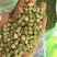 中豌6号豌豆种子大荚超甜脆软糯多汁秋季易播南北方高产豌豆