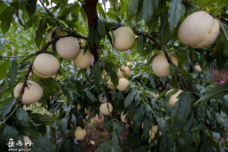 安徽冬桃7两每个