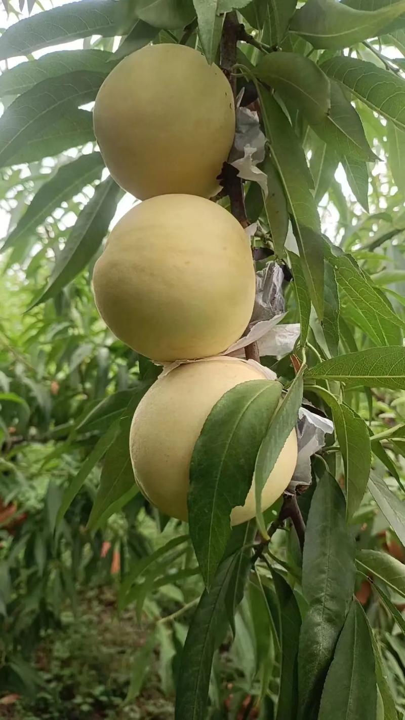 安徽冬桃7两每个