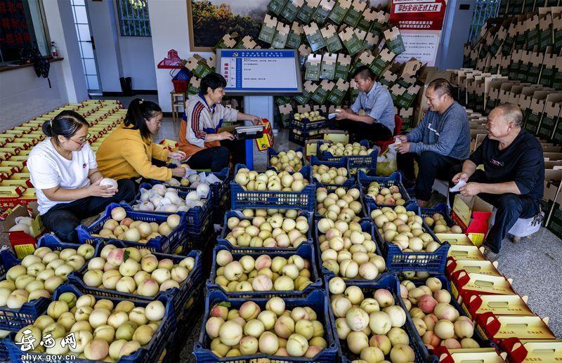 安徽冬桃7两每个