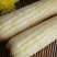 贵州高山糯玉米