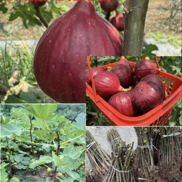 【不裂果/大果型】正品波姬红无花果苗现挖苗技术指导种植