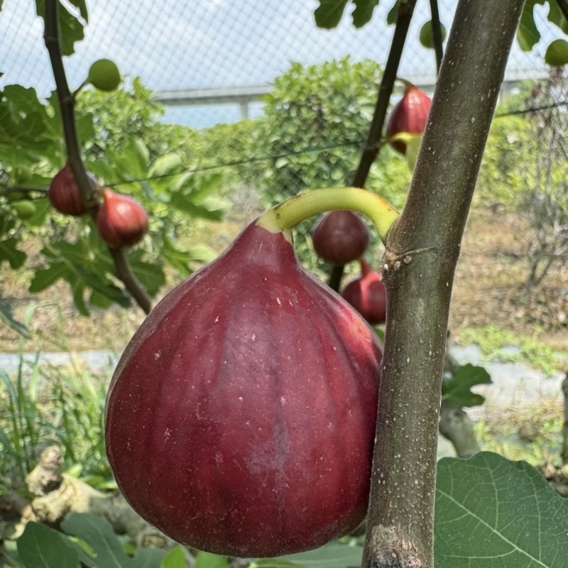 【不裂果/大果型】正品波姬红无花果苗现挖苗技术指导种植