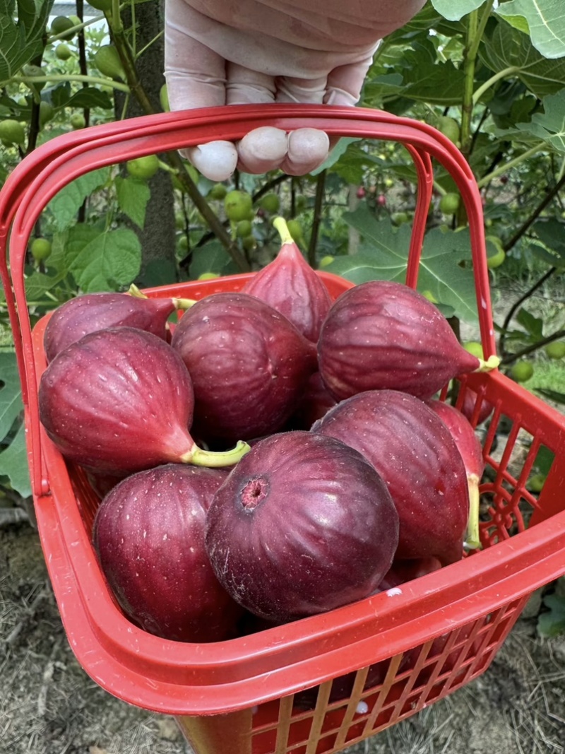 【不裂果/大果型】正品波姬红无花果苗现挖苗技术指导种植