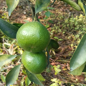 特早蜜橘