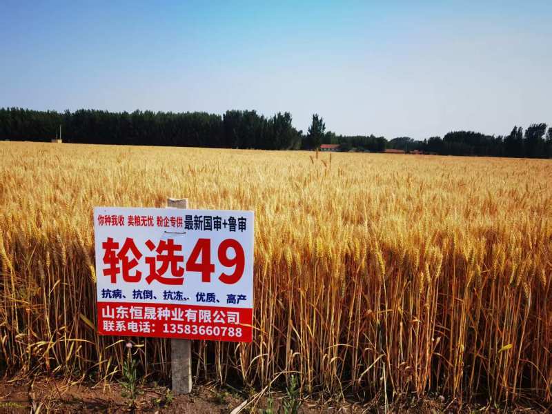 山东自磨面粉