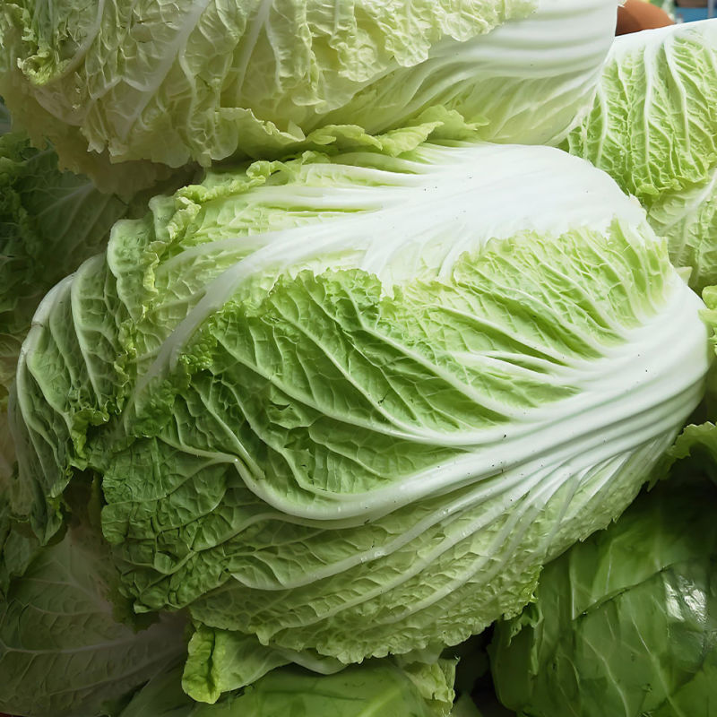 青硕夏美大白菜种子高产抗病早熟耐热结球紧实夏秋白菜农家蔬