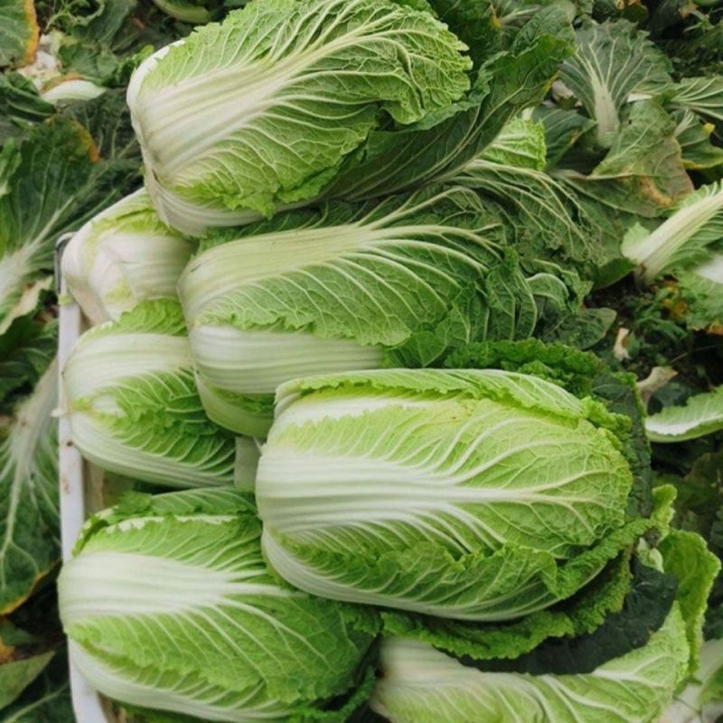青硕夏美大白菜种子高产抗病早熟耐热结球紧实夏秋白菜农家蔬