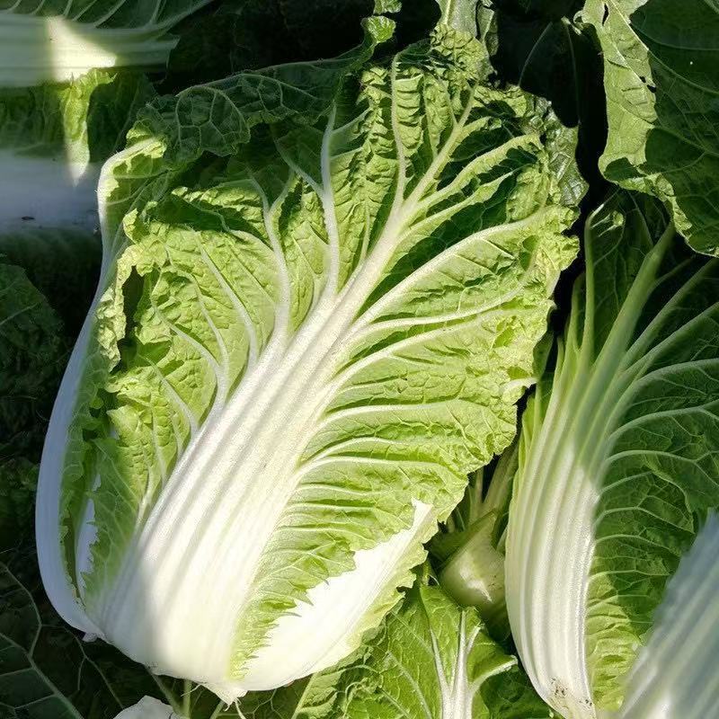 青硕夏美大白菜种子高产抗病早熟耐热结球紧实夏秋白菜农家蔬