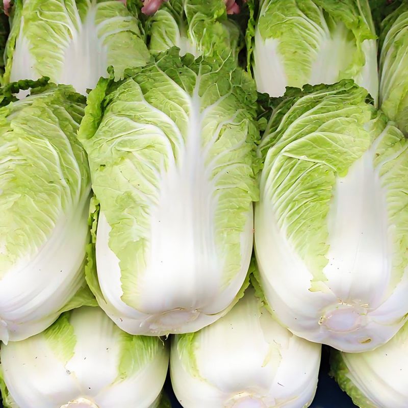 青硕夏美大白菜种子高产抗病早熟耐热结球紧实夏秋白菜农家蔬