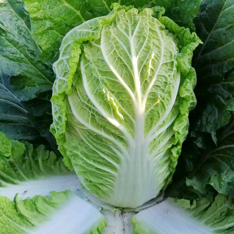 青硕夏美大白菜种子高产抗病早熟耐热结球紧实夏秋白菜农家蔬