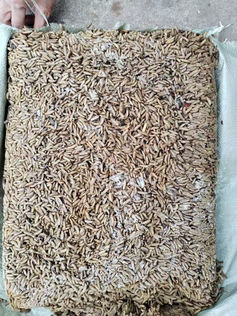 急冻黑水虻批发