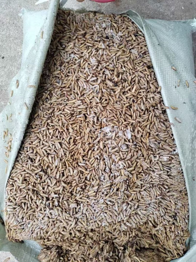急冻黑水虻批发
