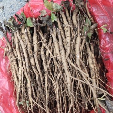 亳州中药材牡丹苗凤丹牡丹苗好种植易管理