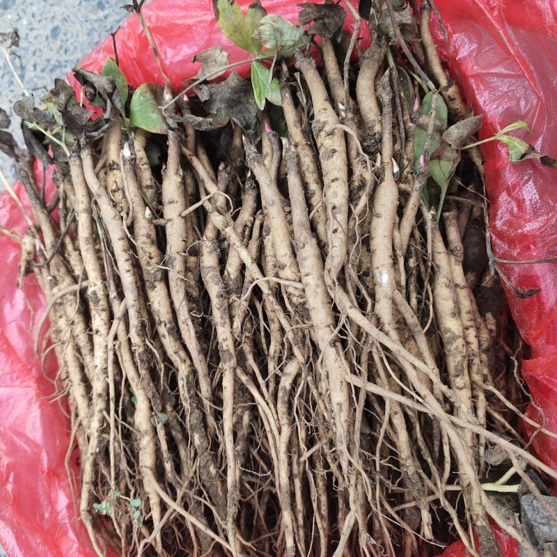 亳州中药材牡丹苗凤丹牡丹苗好种植易管理