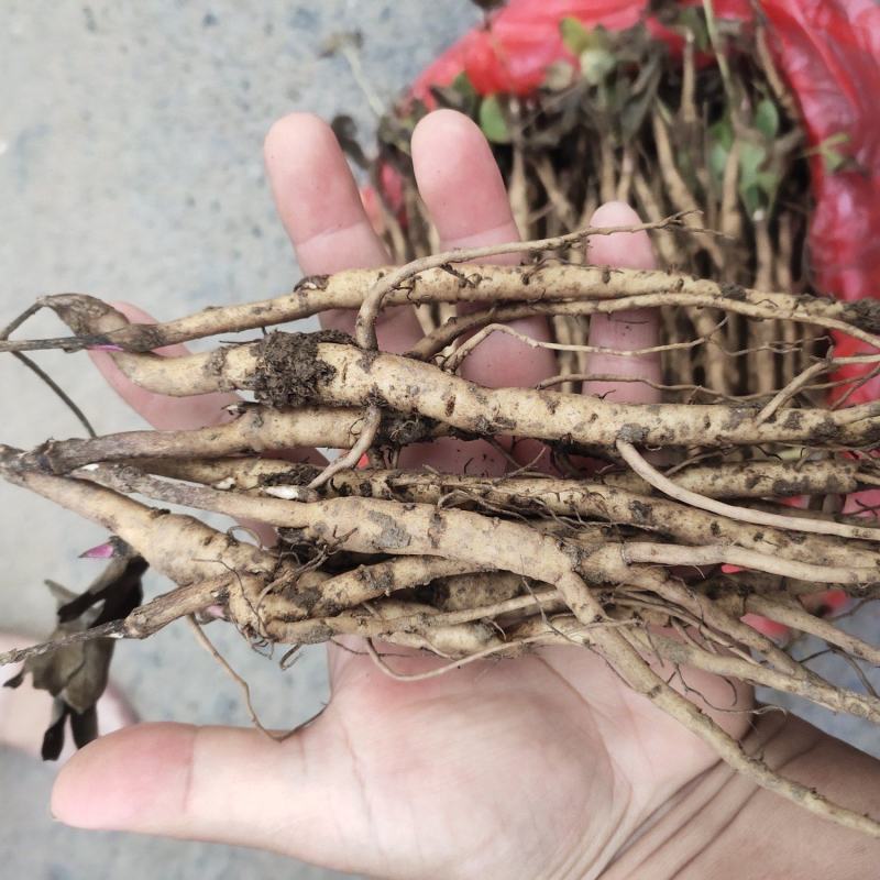 亳州中药材牡丹苗凤丹牡丹苗好种植易管理