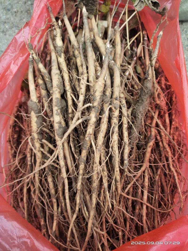 亳州中药材牡丹苗凤丹牡丹苗好种植易管理