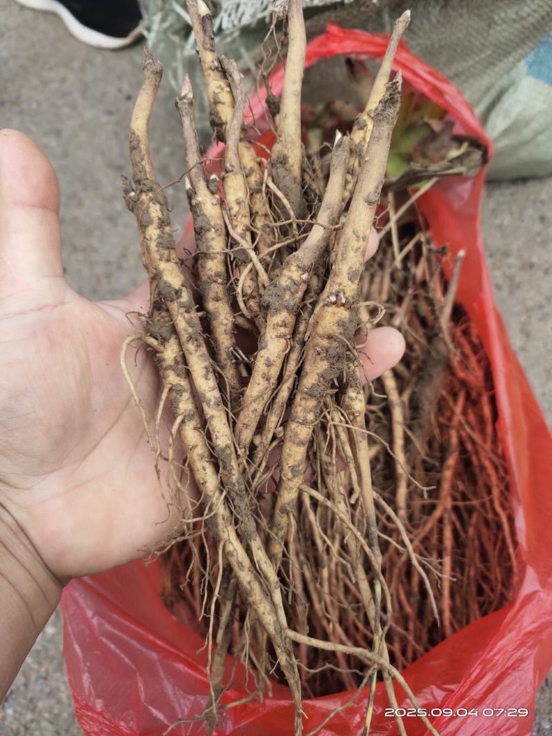 亳州中药材牡丹苗凤丹牡丹苗好种植易管理