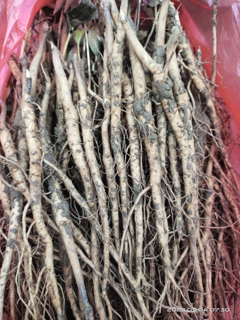 亳州中药材牡丹苗凤丹牡丹苗好种植易管理
