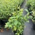 蓝莓苗F6高60-80cm早熟大果硬度高甜度好L25花苞
