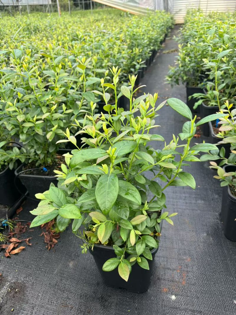 蓝莓苗F6高60-80cm早熟大果硬度高甜度好L25花苞