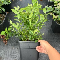 蓝莓苗F6高60-80cm早熟大果硬度高甜度好L25花苞