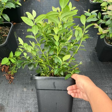 蓝莓苗F6高60-80cm早熟大果硬度高甜度好L25花苞