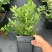 蓝莓苗F6高60-80cm早熟大果硬度高甜度好L25花苞