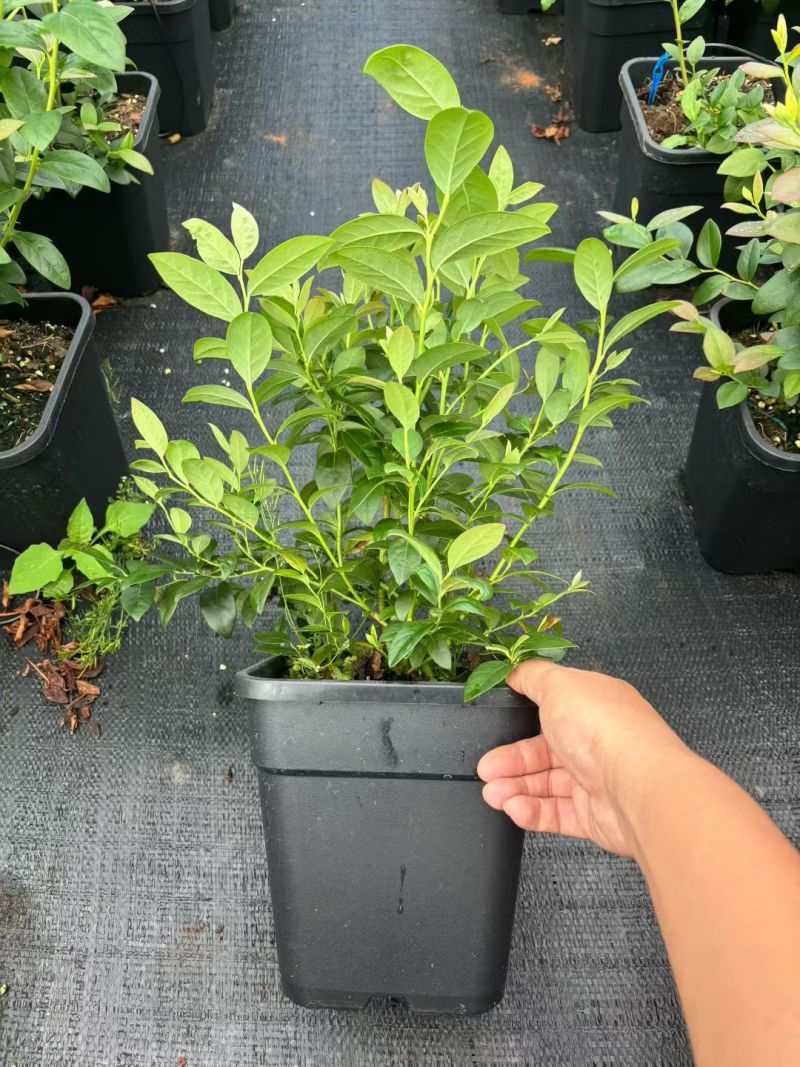 蓝莓苗F6高60-80cm早熟大果硬度高甜度好L25花苞