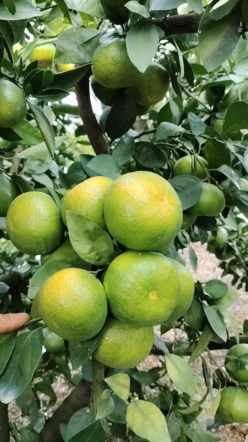 湖南特早蜜橘，大量上市，产地货源，糖度达到十点以上，量大