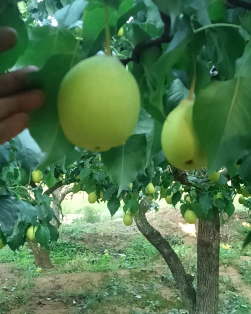 北镇鸭梨