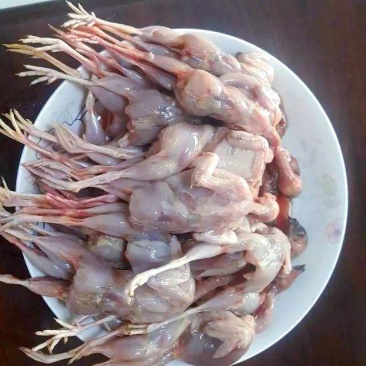 芦丁鸡白条