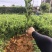 阳朔大叶滑皮金桔四代金桔苗欢迎随时订购